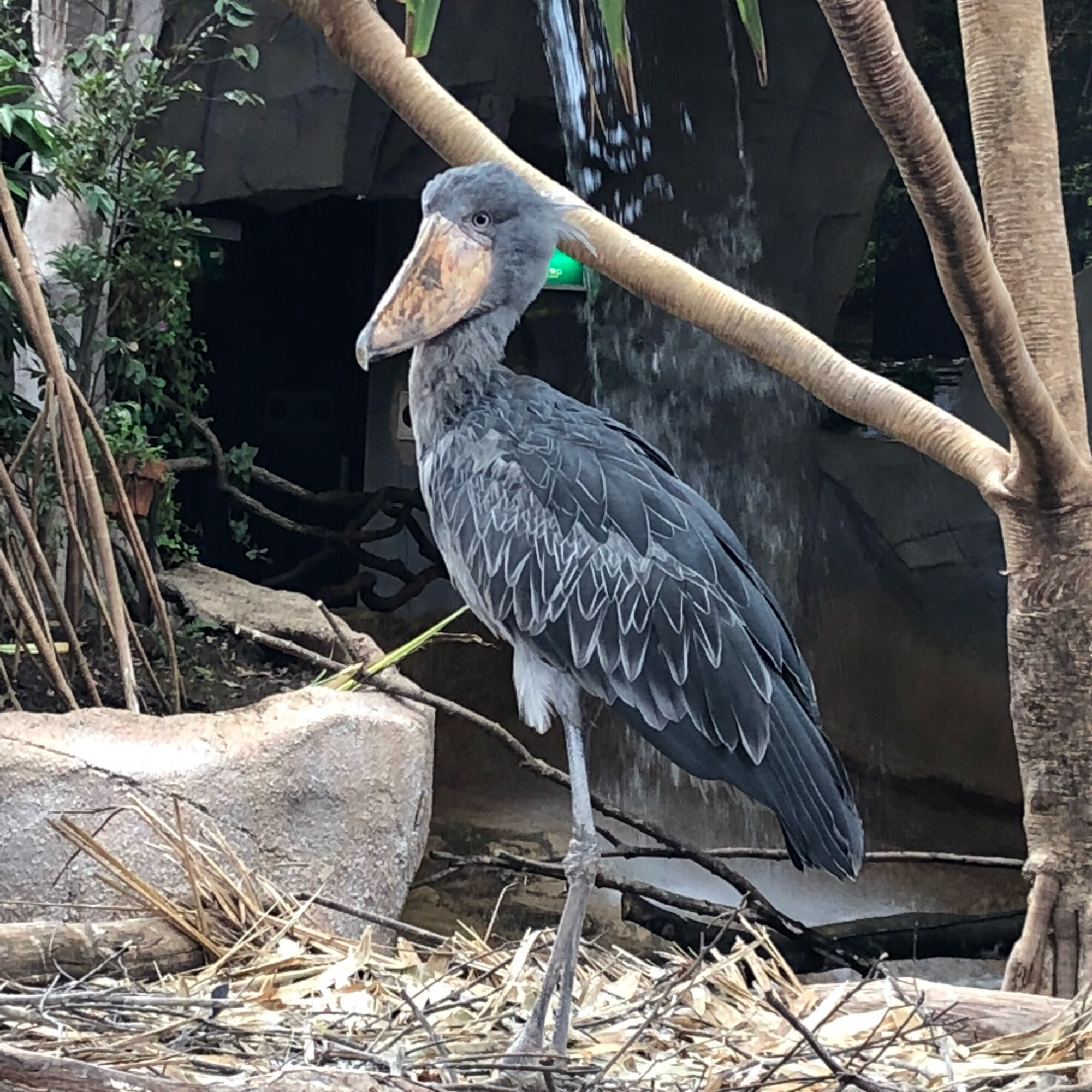 那須どうぶつ王国の写真（那須動物王国ハシビロコウ！） ｜ トリップノート