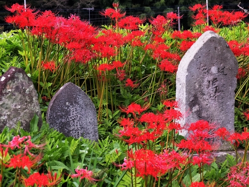 真っ赤に彩られた 簑沢彼岸花公園 と 白河の関跡 をたどる 栃木 福島
