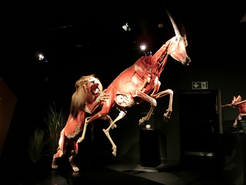 ドイツ モザイクなし ベルリン人体博物館