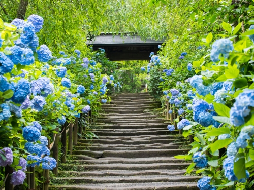 100以上のお寺から厳選 鎌倉で巡りたいおすすめ寺院10選