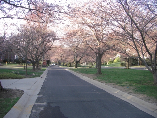 桜あふれる豪華な住宅街【KENWOOD】（ケンウッド・アメリカ）