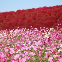 関東 春のおすすめ花畑24選 3月 4月 5月に見頃を迎える花の名所ガイド