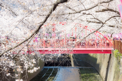 中目黒お花見ガイド 桜 スターバックス リザーブ ロースタリー 東京 を楽しむコツ