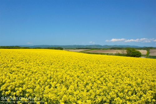 5 6 7月が見頃 札幌近郊の穴場の花名所 景勝地10選