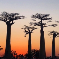 南瓜（黄かぼちゃ）