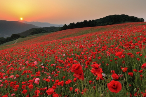 全国のおすすめ花畑85選 一面に絶景が広がる花の名所ガイド 3ページ目 全国のおすすめ花畑85選 一面に絶景が広がる花の名所ガイド 3ページ目