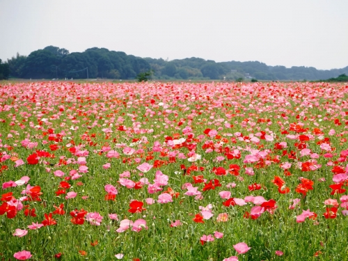 全国のおすすめ花畑85選 一面に絶景が広がる花の名所ガイド 3ページ目 全国のおすすめ花畑85選 一面に絶景が広がる花の名所ガイド 3ページ目