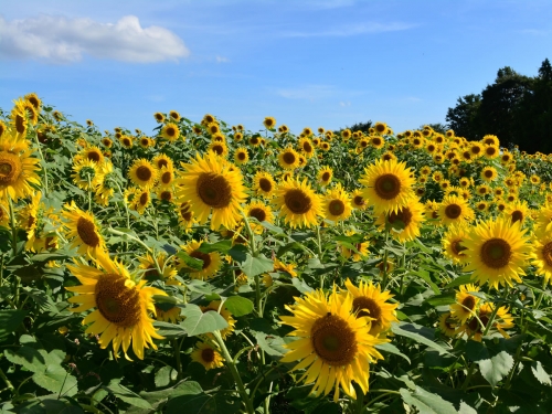 全国のおすすめ花畑85選 一面に絶景が広がる花の名所ガイド 5ページ目