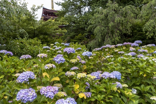 関東 夏のおすすめ花畑42選 初夏 真夏に見頃を迎える花の名所ガイド 2ページ目