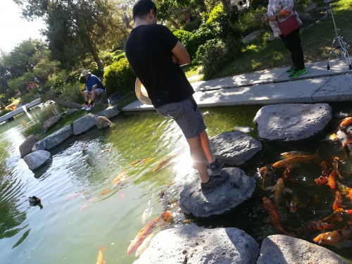 アメリカ 外国人も結婚式を挙げたがる フェニックスの本格的な日本庭園 鷺鳳園