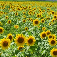 21年 益子町ひまわり祭り 益子町ひまわり畑 はどんなイベント 周辺のみどころ 人気スポットも紹介します