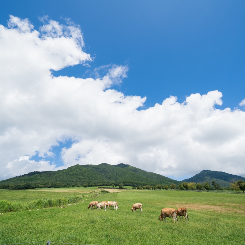 岡山 高原リゾート地 蒜山 のオススメ観光スポット10選