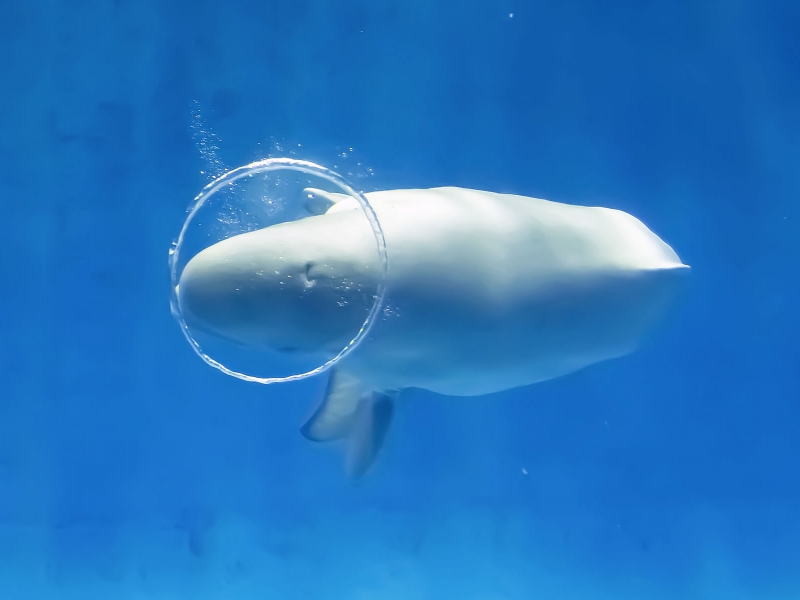 中国地方の人気水族館top7 旅行好きが行っている水族館ランキング