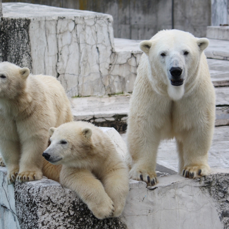 北海道のおすすめ動物園13選！動物に会える人気スポット特集
