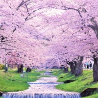 22年 桜峠 はどんなところ 周辺のみどころ 人気スポットも紹介します 22年 桜峠 はどんなところ 周辺のみどころ 人気スポットも紹介します