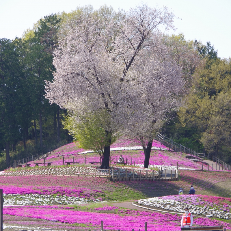 群馬 丘一面がパステルカラーに染まる高崎市みさと芝桜公園