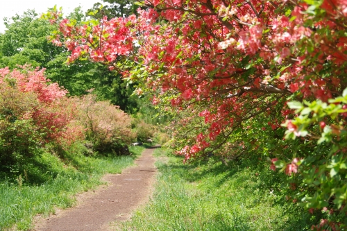 群馬県 三夜沢赤城神社 神々しい空気が漂うパワースポット 自然あふれる参道松並木も見どころ