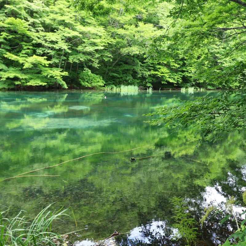 青森県十和田湖奥入瀬渓流 奥入瀬渓流｜新緑・紅葉・氷瀑を巡る四季の絶景トレイル | 青森