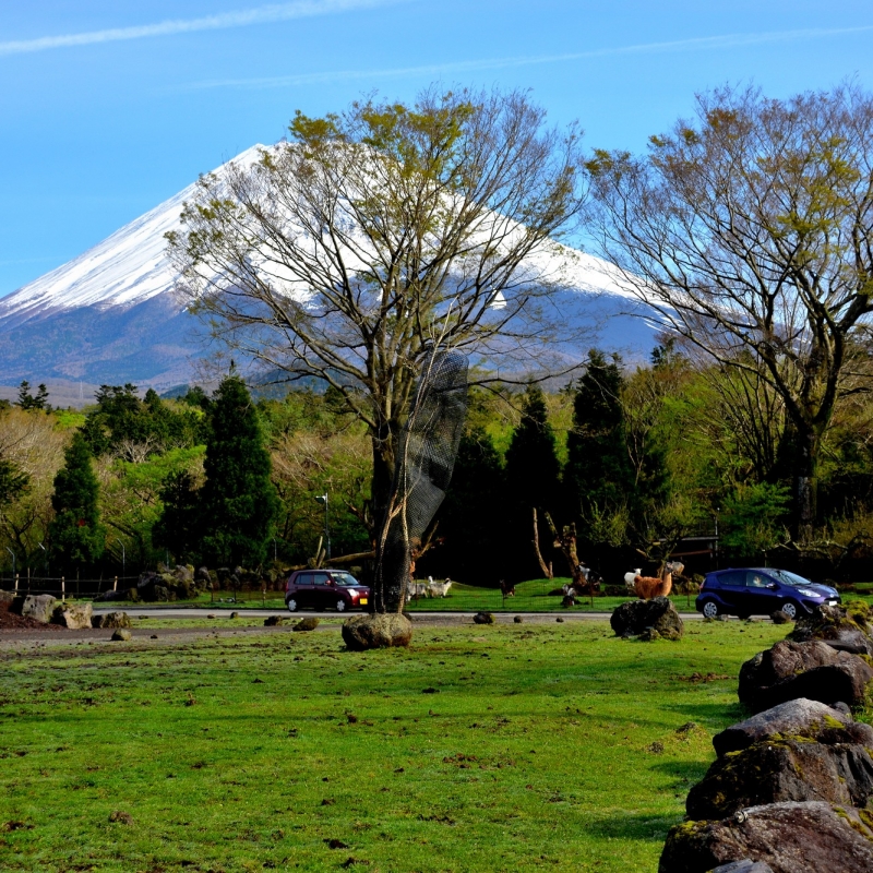 静岡 富士サファリパークを1 満喫 おすすめ時間帯 徹底ガイド