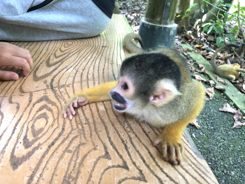 リスザルと触れ合える やいま村 リスザルの森 石垣島 リスザルと触れ合える やいま村 リスザルの森 石垣島