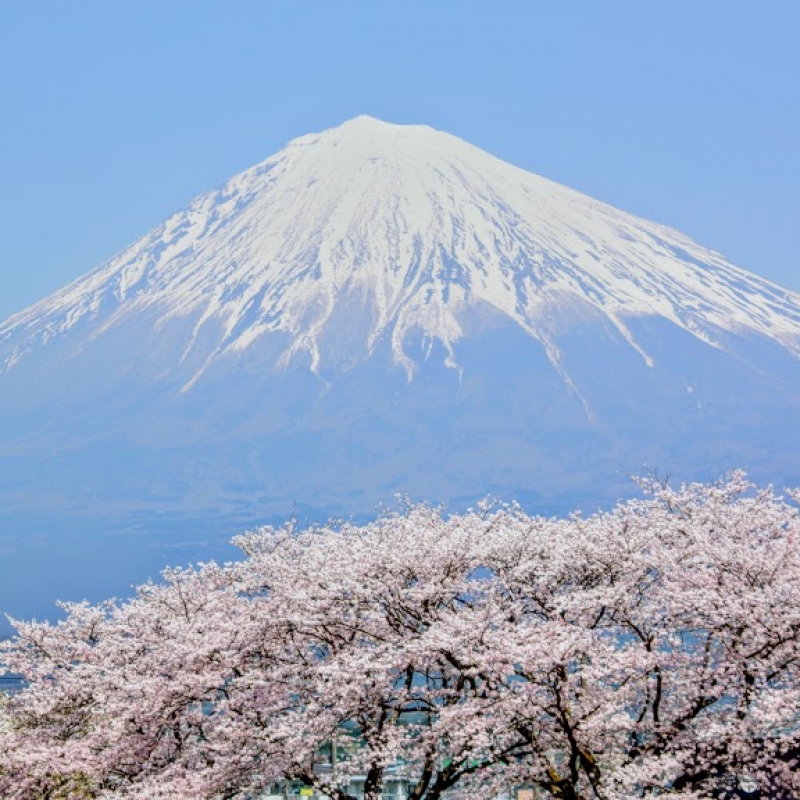 静岡 富士山を鎮め 桜を咲かせる女神さまがいる富士山本宮浅間大社