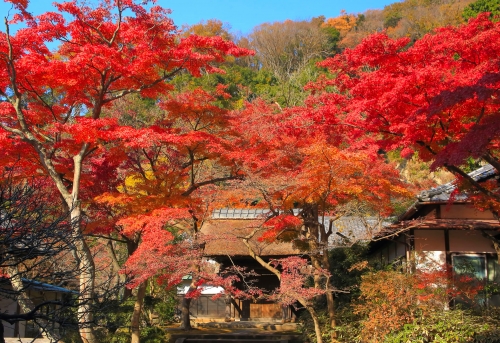 鎌倉でおすすめの紅葉の名所9選 紅葉を楽しむならココ