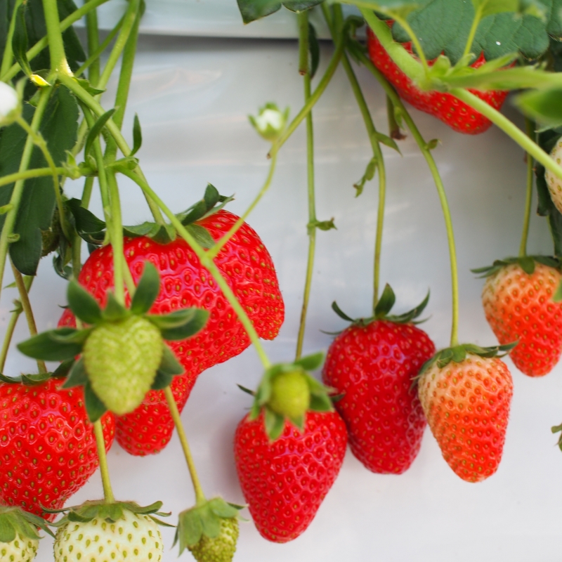 湘南いちご狩りセンターで 真っ赤な宝石を食べつくそう
