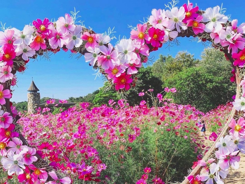 季節の花畑やオハイブルーも Instagramいいね数top10 21年7月
