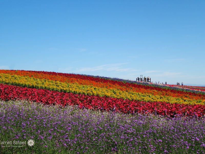 虹色に染まる「やくらいガーデン」満喫ガイド【宮城】 | NAVITIME Travel