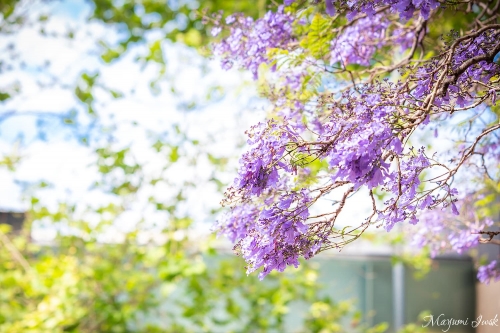 シドニーでジャカランダが楽しめる人気エリア キリビリ