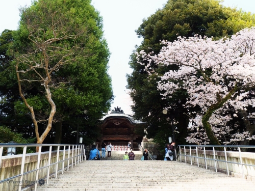 何度でも見たい 宇都宮の桜スポット5選 栃木 何度でも見たい 宇都宮の桜スポット5選 栃木