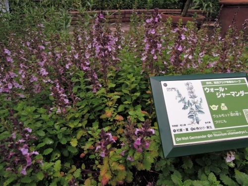 兵庫 あじさいやラベンダーも 初夏の神戸布引ハーブ園を訪ねよう