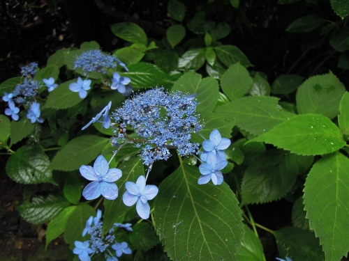 兵庫 あじさいやラベンダーも 初夏の神戸布引ハーブ園を訪ねよう