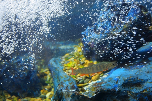 中国地方の人気水族館top7 旅行好きが行っている水族館ランキング