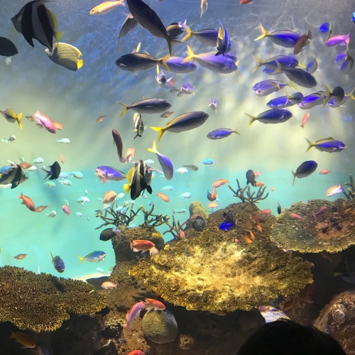 中国地方の人気水族館top7 旅行好きが行っている水族館ランキング