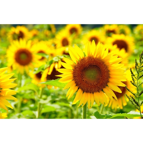 ガラス細工　ミニチュア　ひまわり畑 joyluckstore_c-768-n