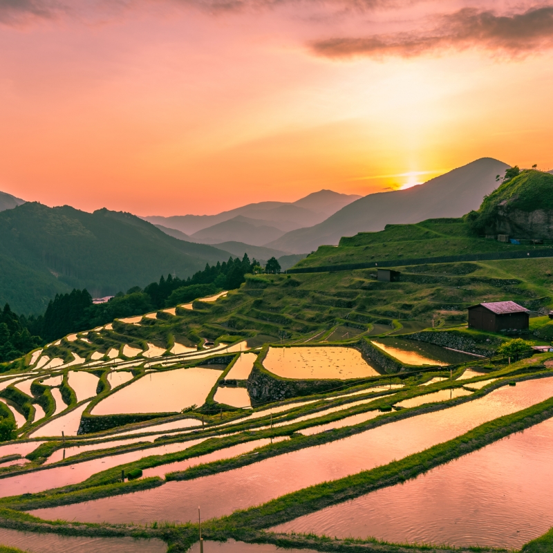 これぞ日本の原風景 三重県熊野にある丸山千枚田の絶景を見に行こう