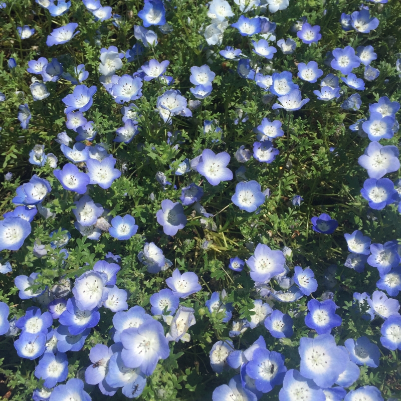 青の絶景 茨城 国営ひたち海浜公園へネモフィラを見に行こう の写真 ネモフィラアイスクリーム