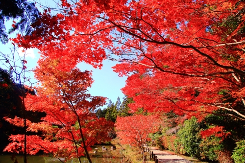 知る人ぞ知る！関西の穴場紅葉スポット15選