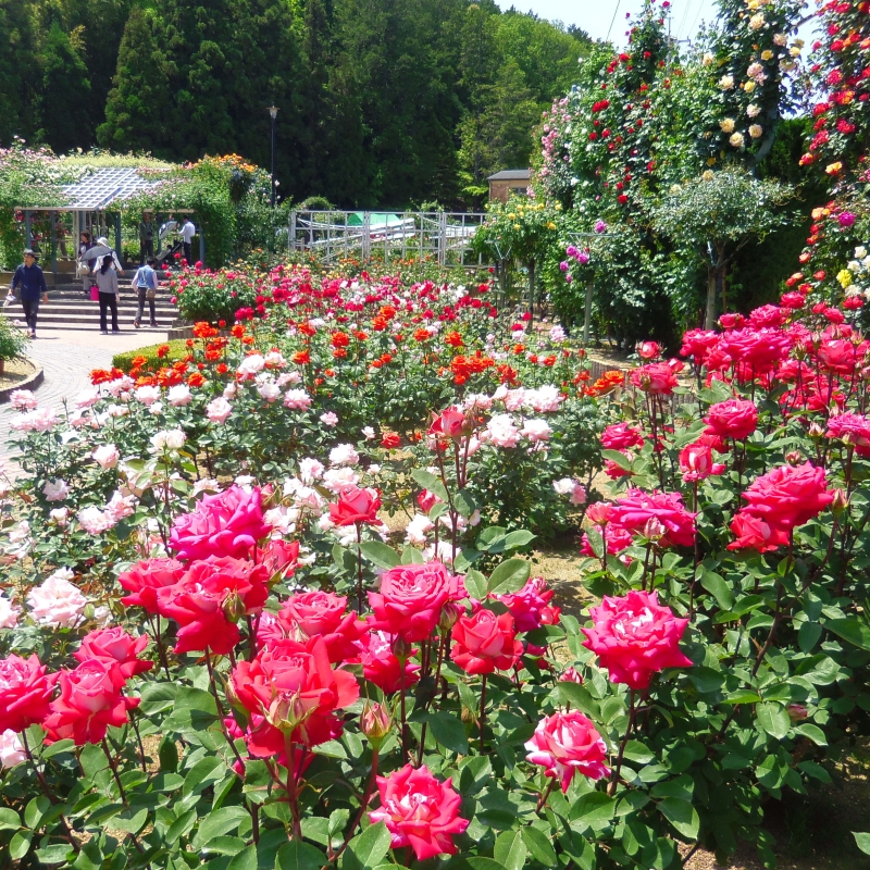 お寺や公園で楽しむ 奈良 大阪のバラの名所5選 お寺や公園で楽しむ 奈良 大阪のバラの名所5選