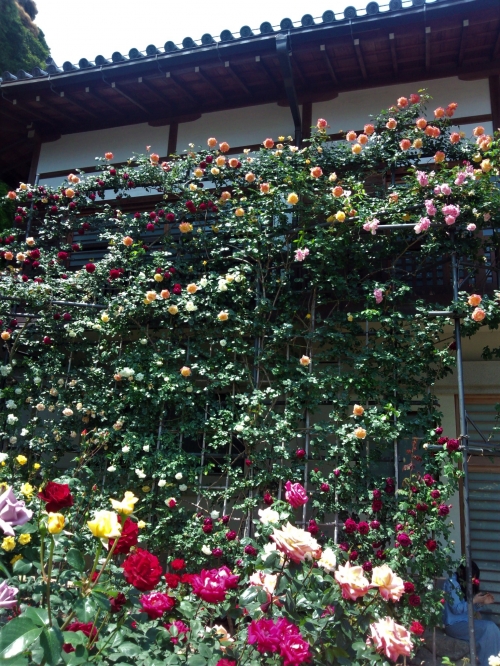 お寺や公園で楽しむ 奈良 大阪のバラの名所5選