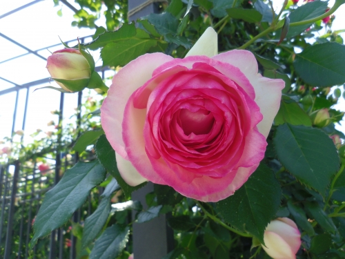 お寺や公園で楽しむ 奈良 大阪のバラの名所5選