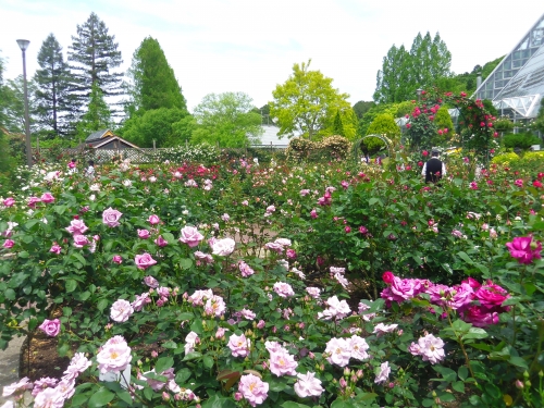 お寺や公園で楽しむ 奈良 大阪のバラの名所5選