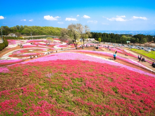 関東】春のおすすめ花畑22選！3月・4月・5月に見頃を迎える花の