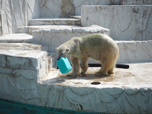 愛知 名古屋の癒しスポット 東山動植物園で希少動物を鑑賞