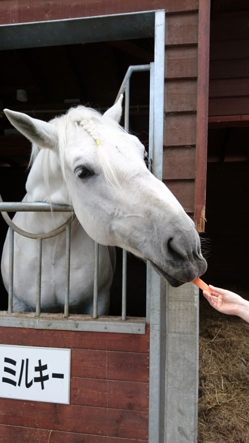 世界で唯一のド迫力ばんえい競馬 1日遊べる帯広競馬場 とかちむら