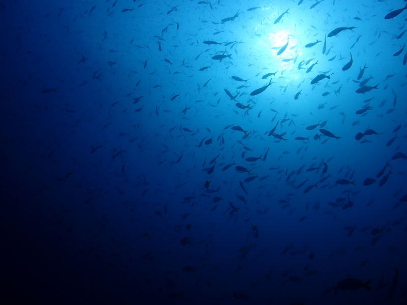 外洋編 タイ タオ島のダイビングポイントまるわかりガイド