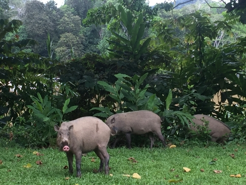 マレーシア ボルネオ島 キナバタンガン川でリアル版ジャンルグルクルーズを体験する旅