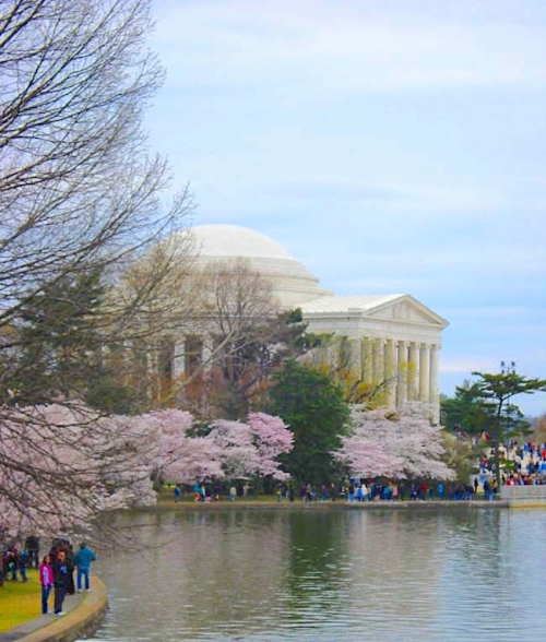 ワシントンd C の桜並木と全米桜祭りをトコトン楽しもう