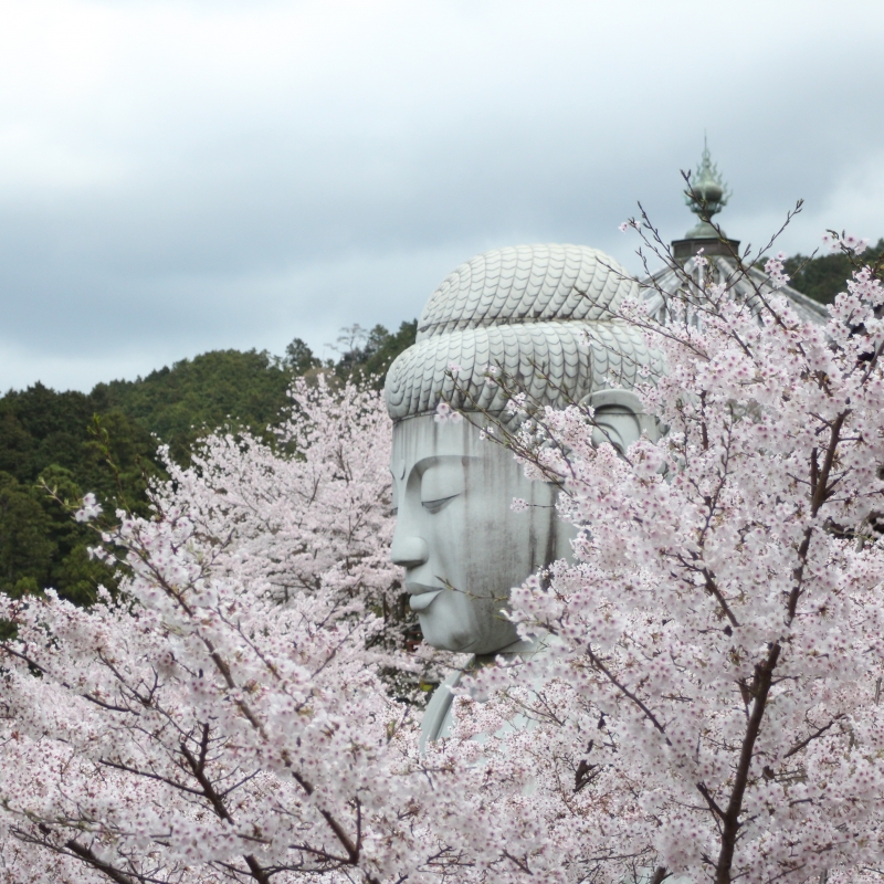 巨大仏の宝庫【奈良】壷阪寺で見られる春の珍景「桜大仏」